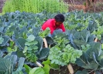 विदेशमा दुःख गर्नुभन्दा गाउँमै तरकारी फलाउँदा सुख