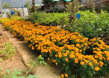 तिहारका लागि सयपत्री फूलका पाँच हजार बिरुवा बिक्री