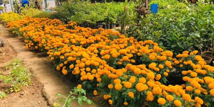 तिहारका लागि सयपत्री फूलका पाँच हजार बिरुवा बिक्री