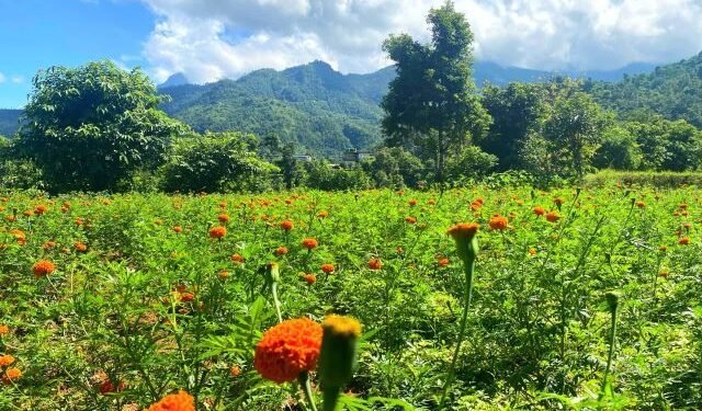 सयपत्री फूलखेती विस्तार