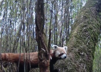 धवलागिरिमा भेटियो थप रेडपाण्डा