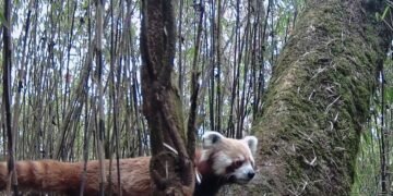 धवलागिरिमा भेटियो थप रेडपाण्डा