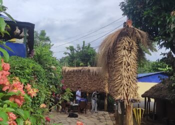 तनहुँमा मकै उत्पादन बढ्यो