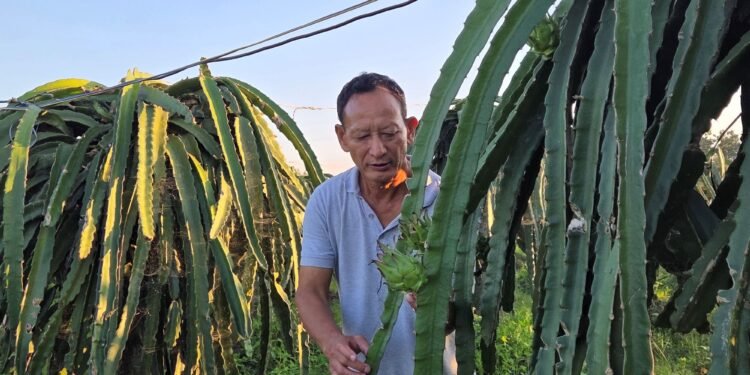 पूर्वसैनिक घलेको लोभलाग्दो ‘ड्रागन फ्रुट’ खेती