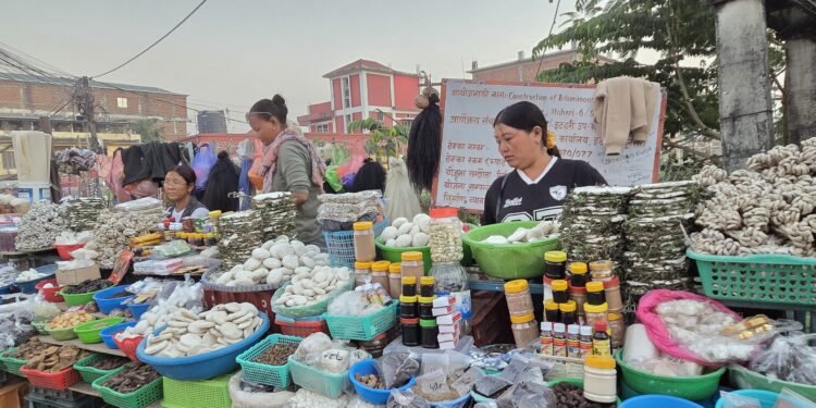 चिसो पहाडबाट झरेर तराईमा जडीबुटी व्यावसाय