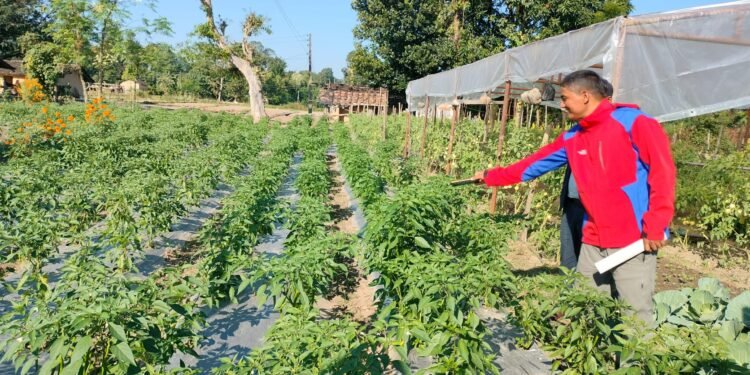 व्यावसायिक तरकारीखेती गरेर आत्मनिर्भर बन्दै मुक्तकमैया