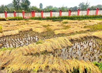 वर्षाका कारण धान भित्र्याउन किसानलाई समस्या