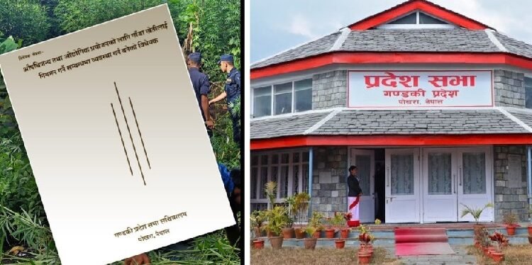 गण्डकी प्रदेशसभा : गाँजाखेतीसम्बन्धी विधेयक विषयगत समितिमा