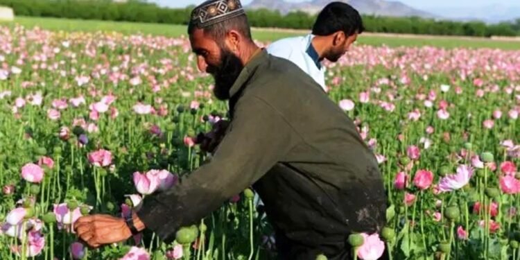अफगानिस्तानमा अफिम खेती २० प्रतिशतले घट्यो : राष्ट्रसङ्घ