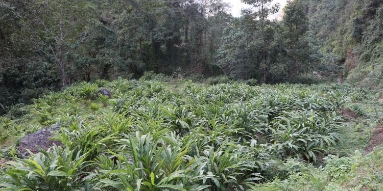 अर्मनमा अलैँचीखेतीको परीक्षण सफल