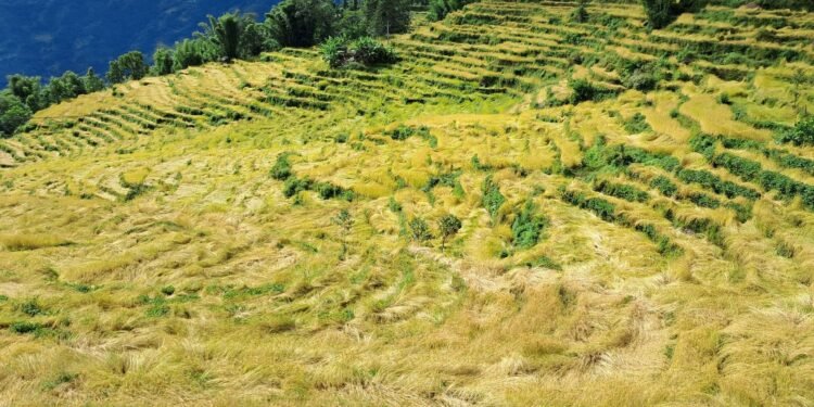 खोटाङमा ७० प्रतिशत धानबालीमा क्षति