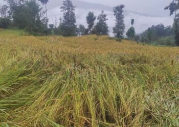 पाकेर थन्क्याउन लागिएको धानबालीमा वर्षाले क्षति गरेपछि कृषक चिन्तित