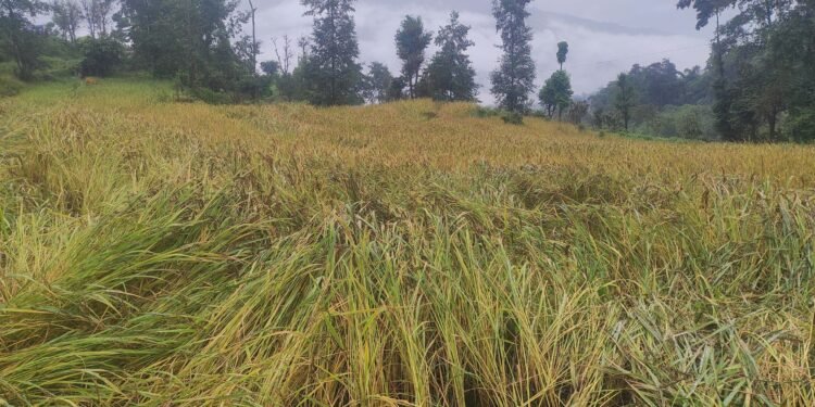 पाकेर थन्क्याउन लागिएको धानबालीमा वर्षाले क्षति गरेपछि कृषक चिन्तित