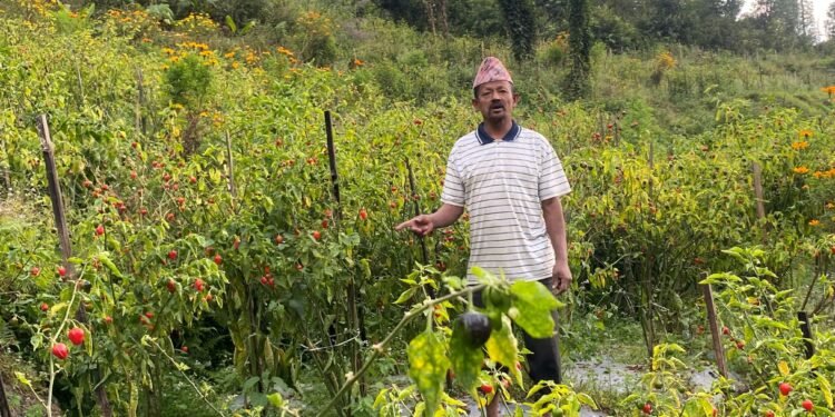 गाउँघरमै कृषि पेसाबाट मनग्य कमाइ