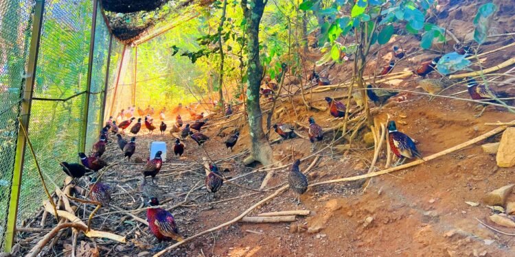 कँडेलको चरा पाल्ने रहर : वनकुखुरा पालनमा ५० लाख लगानी