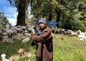 भेडापालनमा भविष्य खोज्दै आस्मन