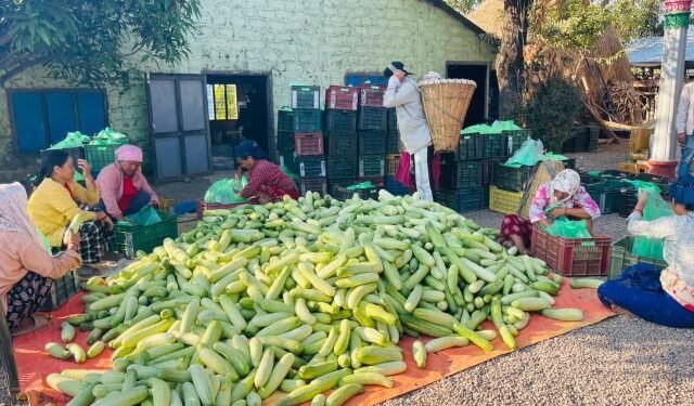 हुप्सेकोटका तीन हजार किसान काँक्रा बेचेर कुस्त कमाउँदै