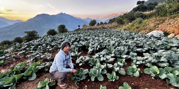 तीन दशकपछि गाउँ फर्किएर तरकारी खेतीमा रमाउँदै कमलप्रसाद