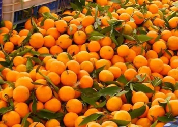 यस्ता छन् सुन्तला खानुका १० फाइदाहरू