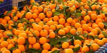 यस्ता छन् सुन्तला खानुका १० फाइदाहरू