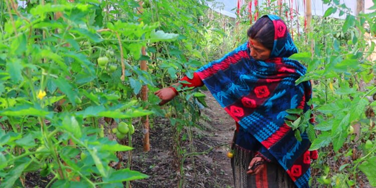 लेखानीमा तरकारीखेतीले बदल्दै जीवनशैली