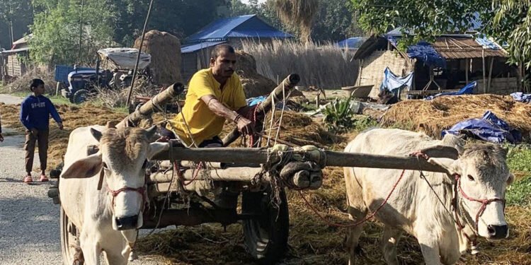 लोप हुँदै गोरुगाढा