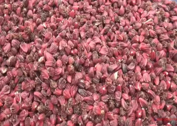 अलैँचीको मूल्य बढ्दा भोजपुरका किसान उत्साहित