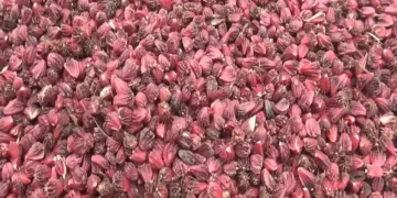 अलैँचीको मूल्य बढ्दा भोजपुरका किसान उत्साहित
