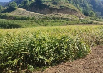 मूल्य खस्किएपछि अदुवा किसान मारमा