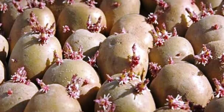 अनुदानमा आलु, गहुँ र तोरीको बीउ वितरण