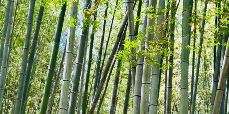 अब बाँसबाट एकदेखि दुईतले आवासीय भवन निर्माण गर्न सकिने