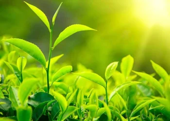 भोजपुरका किसान व्यावसायिक चिया खेतीमा आकर्षित