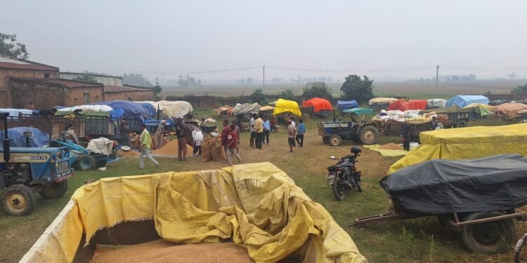 कैलालीमा १२ हजार ५०० ‘क्विन्टल’ धान खरिद