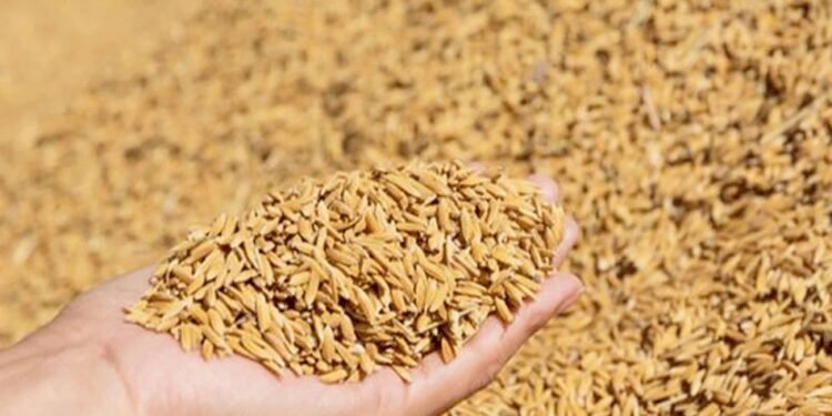 अझै खाद्य व्यवस्था तथा व्यापार कम्पनीले धान खरिद सुरु गरेन