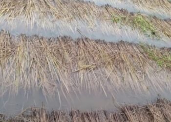 वर्षाले धानबालीमा क्षति भएपछि किसान चिन्तित