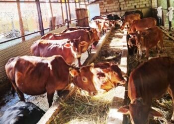 एउटै गोठमा ५७ वैदिक गाई संरक्षण
