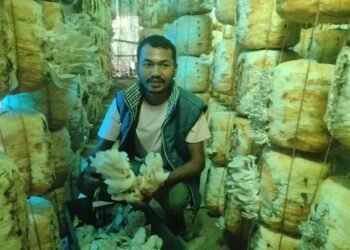 हाइटेक टनेलमा च्याउखेती गरी मनग्य आम्दानी