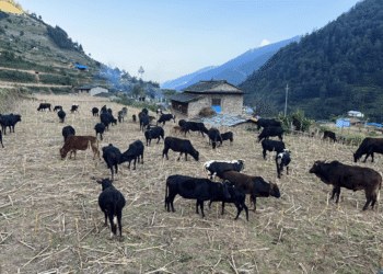 गोठाला बेँसी झरेपछि भल्कोटमा बढ्यो चहलपहल