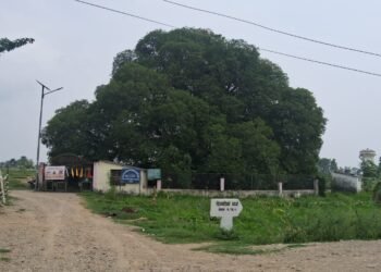 अलौकिक पाकडी वृक्ष जहाँ पुग्दा शान्ति मिल्छ