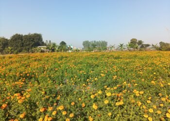 व्यावसायिक फूलखेतीबाट रु आठलाख आम्दानी