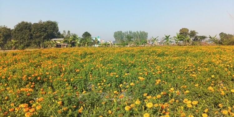 व्यावसायिक फूलखेतीबाट रु आठलाख आम्दानी