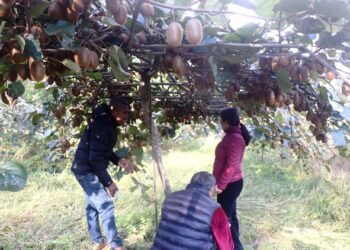 पकेट क्षेत्र निर्धारण गरेर किवीखेतीमा लगानी गर्दै पौवादुङमा