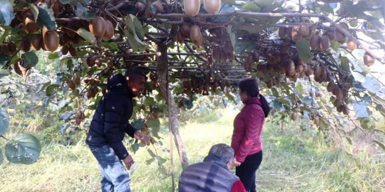 पकेट क्षेत्र निर्धारण गरेर किवीखेतीमा लगानी गर्दै पौवादुङमा