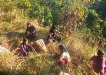 भोजपुरका किसान कोदो थन्क्याउन व्यस्त