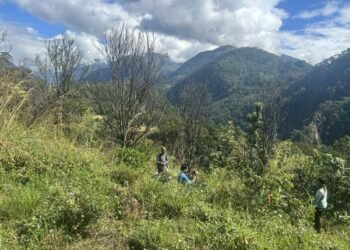 ‘पकेट’ क्षेत्रमै सुन्तलाका बोट सुकेपछि …