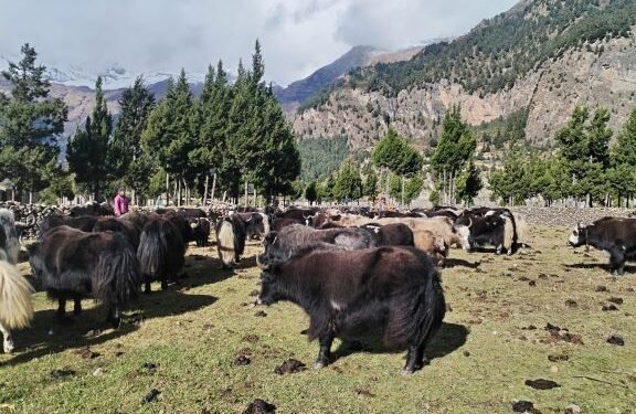 हिमपातपछि मुस्ताङका याकचौँरी बेँसीमा स्थान्तरण