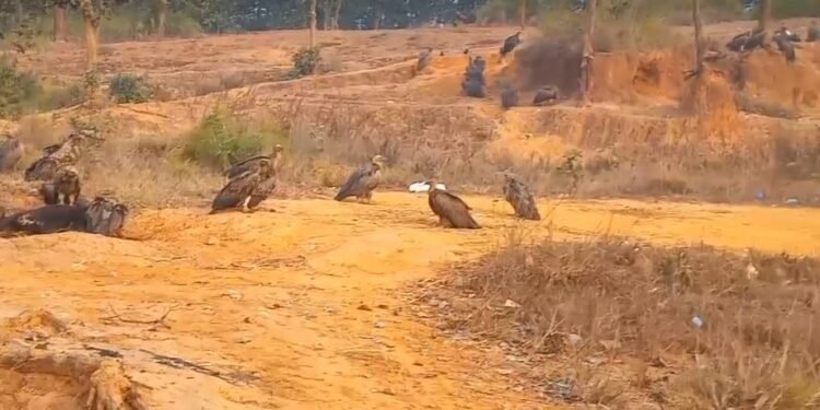 बर्दिबासको पर्यावरणबारे बढ्दै चासो