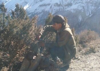 मनाङमा हिउँ चितुवा सर्वेक्षण : ङिस्याङ, नारफू र तिलिचो आसपासका क्षेत्र बासस्थान