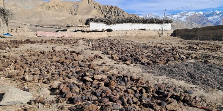 माथिल्लो मुस्ताङमा जाडो थेग्न गुइँठाको भर