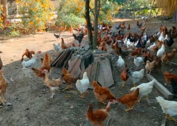 शुक्लाफाँटाका कुखुरा फार्ममा ‘फाउल पोक्स’को सङ्क्रमण